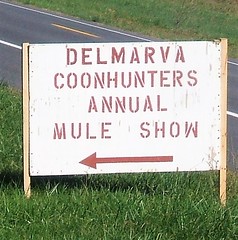 Mule Shows