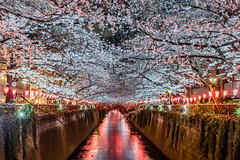 Tokyo Cherry Blossoms