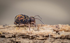 COLLEMBOLA (Springtails)