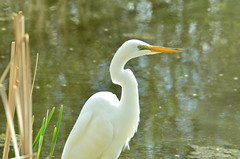 herons and egrets 2021