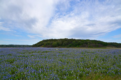 Muleshoe Bend Recreation Area, Texas - April 2021