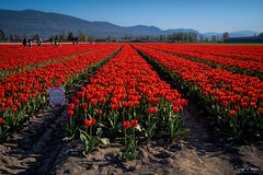 2021 Chilliwack Tulip Festival (Formerly Tulips of the Valley)