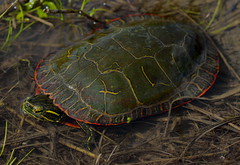 Painted Turtle (Chrysemys picta bellii)