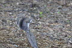 4-25-2021 Bitty- Eastern Gray Squirrel