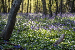 spring time in english woodland