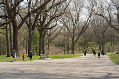 Spring time at Bussey Hill at Arnold Arboretum