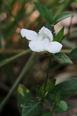 ACANTHACEAE - Justicia oncodes
