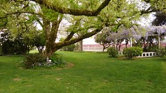  Hulda Klager Lilac Gardens