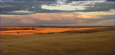 Saskatchewan: Cypress Grasslands 2020-2022