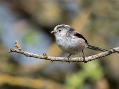 Long-tailed tit 
