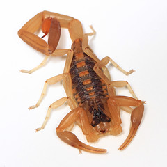 Scorpions and Pseudoscorpions