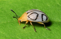 Pleasing Fungus Beetles (Erotylidae)