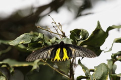 Golden Birdwing (Troides Aeacus)