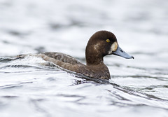 Bergand (Greater Scaup)