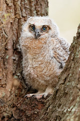 2021 Brazos Bend Owl Nest