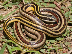 Lygophis dilepis