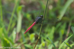 Dragonflies & Damselflies of Sri Lanka