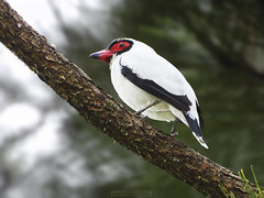 Aves de Turrialba, Cartago, Costa Rica