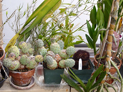 cacti & succulents #6