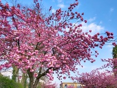 Japanese cherryblossoms @ Oude Baan Leuven - April 2021