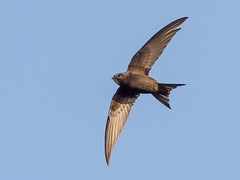 Segler/Swift - Apodidae