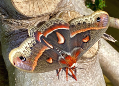 Robin Moth (Hyalophora Cecropia)