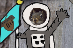 The Adventures Of The Squirrel In The Birdhouse