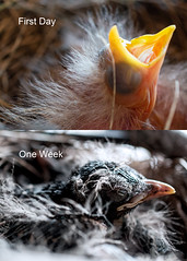 First Day to One Week Robin Growth Comparison.