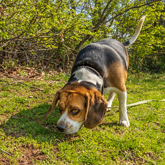 Beagle Walks 9