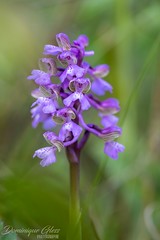 Orchis bouffon - Green-veined orchid