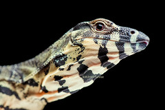 Varanus sp (monitor lizards / varans)