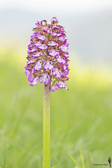 Orchidea Maggiore (Orchis purpurea)
