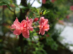 Spring flowers-6, Asukano, Ikoma @Nara,Apr2021