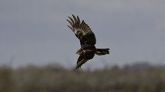 | Lille Vildmose | Marsh Harrier, Penduline Tit, Willow Warbler, Wagtail | 10-05-2021 |