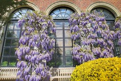 bloeiende blauweregen in de Leuvense Kruidtuin (Mei 2021)
