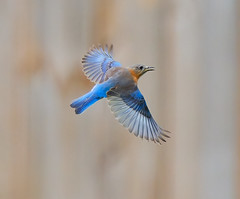 BlueBirds