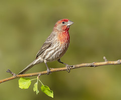 Finches and Related