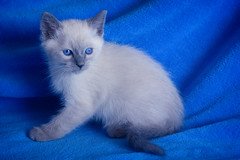 Blue, Lilac, Seal Kittens 05.12.21