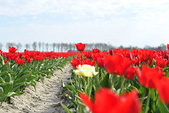 2021-NL Wouw Tulpen
