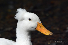 White Crested Duck