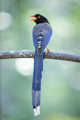 Birds of Jurong Bird Park