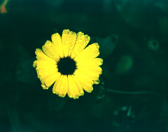 Test af nyindkøbt smc Pentax 67 135mm f:4.0 macro-objektiv: Nærbilleder af blomster og blade