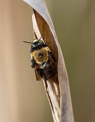 Green-eyed Bee with Broken Wing