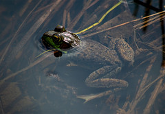 Pond Frogs