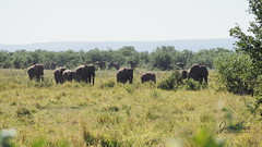 Road Trip To Kruger NP, May 2021