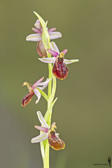 Ofride del Monte Leoni (Ophrys exaltata subsp. montis-leonis)