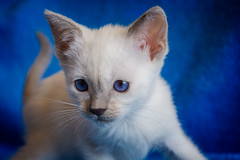 Kitten, Annoya's Lilac