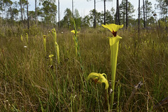 Carnivorous and Parasitic Plants of Florida