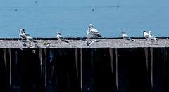 Birds at Wilson Pier, Wilson, New York.