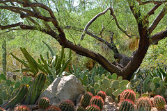 Phoenix Botanic Gardens May 2021